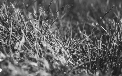 Docker Model Runner: اجرای محلی و امن مدل‌های هوش مصنوعی