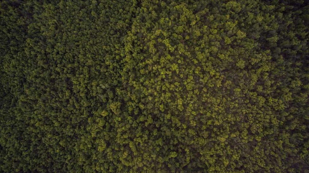 بازاریابی دیجیتال و سئو: بک‌لینک، اعتبار برند و رتبه‌بندی